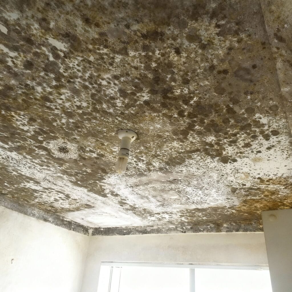 black mould on a ceiling Ceiling with severe black mold and mildew growth due to prolonged moisture exposure illustrating indoor dampness damage