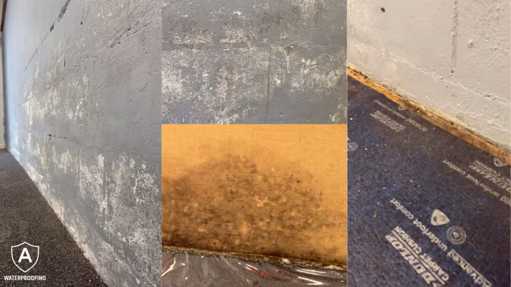 Mould growth and white efflorescence on a damp Auckland garage wall